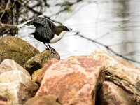 Cinclus cinclus 32, Waterspreeuw, adult, winter plumage, Saxifraga-Theo Verstrael