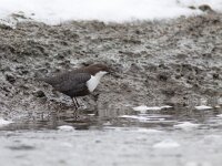 Cinclus cinclus 34, Waterspreeuw, Saxifraga-Mark Zekhuis