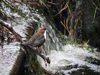Cinclus cinclus 42, Waterspreeuw, Saxifraga-Hans Dekker