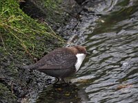 Cinclus cinclus 43, Waterspreeuw, Saxifraga-Hans Dekker