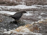 Cinclus cinclus 52, Waterspreeuw, Saxifraga-Hans Dekker