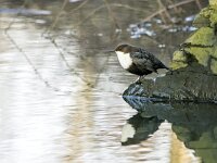 Cinclus cinclus 56, Waterspreeuw, adult, winter plumage, Saxifraga-Theo Verstrael