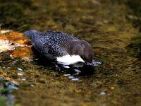 Cinclus cinclus 7, Waterspreeuw, Saxifraga-Piet Munsterman