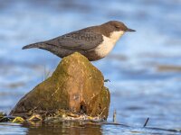White throated dipper foraging in streaming water  White-throated dipper (cinclus cinclus) aquatic bird foraging in fast flowing water of a creek in natural habitat. The dipper is searching for food below the water level. Wildlife scene in nature. : Songbird, animal, aquatic, aquatic bird, beak, bird, bird life, birdwatching, brass, brick, brown, cinclus, cinclus cinclus, dipper, environment, european, european dipper, eye, feathering, food, germany, insects, mayflies, moss, mountain, nature, norway, ornithology, prey, river, scotland, scottish, stone, stones, stream, sweden, throat, water, waterbird, waterfall, white, white throated dipper, white-throated, white-throated dipper (cinclus cinclus), wild, wildlife, wildlife of europe