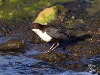 Cinclus cinclus cinclus 10, Zwartbuikwaterspreeuw, Saxifraga-Bart Vastenhouw