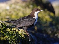 Cinclus cinclus cinclus 11, Zwartbuikwaterspreeuw, Saxifraga-Bart Vastenhouw
