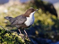 Cinclus cinclus cinclus 15, Zwartbuikwaterspreeuw, Saxifraga-Bart Vastenhouw
