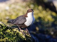 Cinclus cinclus cinclus 16, Zwartbuikwaterspreeuw, Saxifraga-Bart Vastenhouw