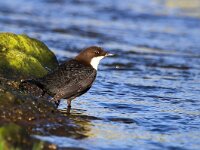 Cinclus cinclus cinclus 17, Zwartbuikwaterspreeuw, Saxifraga-Bart Vastenhouw
