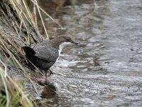 Cinclus cinclus ssp cinclus 75, Zwartbuikwaterspreeuw, Saxifraga-Tom Heijnen