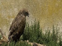 Circaetus gallicus 19, Slangenarend, Saxifraga-Jan van der Straaten