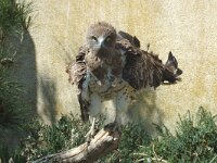 Circaetus gallicus 2, Slangenarend, Saxifraga-Jan van der Straaten