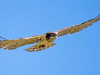 Circaetus gallicus 26, Slangenarend, Saxifraga-Bart Vastenhouw