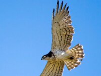 Circaetus gallicus 29, Slangenarend, Saxifraga-Bart Vastenhouw