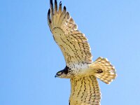 Circaetus gallicus 30, Slangenarend, Saxifraga-Bart Vastenhouw