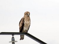 Circaetus gallicus 33, Slangenarend, Saxifraga-Bart Vastenhouw