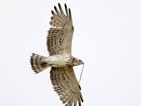 Circaetus gallicus 34, Slangenarend, Saxifraga-Bart Vastenhouw