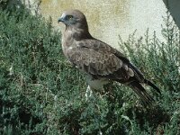 Circaetus gallicus 6, Slangenarend, Saxifraga-Jan van der Straaten