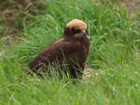 Circus aeruginosus 17, Bruine kiekendief, juvenile, Saxifraga-Martin Mollet