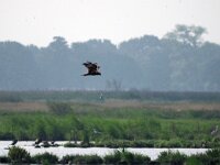 Circus aeruginosus 20, Bruine kiekendief, Saxifraga-Hans Dekker