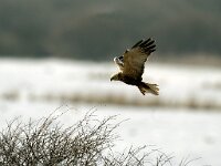 Circus aeruginosus 3, Bruine kiekendief, Saxifraga-Piet Munsterman