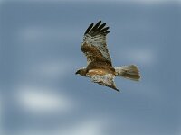 Circus aeruginosus 5, Bruine kiekendief, male, Saxifraga-Piet Munsterman
