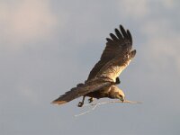 Circus aeruginosus 52, Bruine kiekendief, Saxifraga-Luuk Vermeer