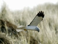 Circus cyaneus 12, Blauwe kiekendief, male, Saxifraga-Piet Munsterman