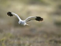 Circus cyaneus 20, Blauwe kiekendief, Saxifraga-Piet Munsterman