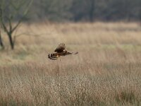 Circus cyaneus 59, Blauwe kiekendief, Saxifraga-Mark Zekhuis