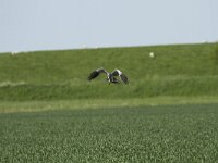 Circus pygargus 13 Grauwe kiekendief, Saxifraga-Dirk Hilbers