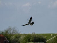 Circus pygargus 17, Grauwe kiekendief, Saxifraga-Dirk Hilbers