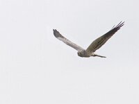 Circus pygargus 6, Grauwe kiekendief, Saxifraga-Mark Zekhuis