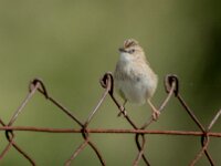 Cisticola juncidis 5, Graszanger, adult, breeding plumage, Saxifraga-Theo Verstrael