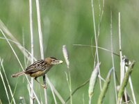 Cisticola juncidis 7, Graszanger, adult, breeding plumage, Saxifraga-Theo Verstrael