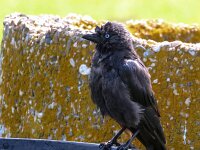 Coloeus monedula 103, Kauw, Saxifraga-Bart Vastenhouw