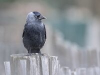 Western Jackdaw on a garden fence  Western Jackdaw (Corvus monedula) on a chestnut fence looking bold in the camera. Generally wary of people in the forest or countryside, jacks are much tamer in urban areas. : Coloeus, Corvus, Eurasian, Netherlands, alone, animal, audacious, beautiful, bird, black, blue, bold, brazen, cheeky, chestnut, city, close, crow, daring, dark, england, europe, european, eye, freedom, germany, grey, impertinent, impudent, insolent, intrepid, jack, jackdaw, look, looking, monedula, nature, one, outdoors, pole, sky, standing, summer, urban, western, wild, wildlife, wood