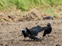 Coloeus monedula 108, Kauw, adult and juvenile, Saxifraga-Theo Verstrael