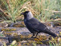 Coloeus monedula 41, Kauw, Saxifraga-Bart Vastenhouw