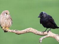 Coloeus monedula 52, Kauw, Saxifraga-Bart Vastenhouw