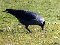 Coloeus monedula 89, Kauw, Saxifraga-Bart Vastenhouw