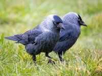 Coloeus monedula monedula 96, Noordse kauw, Saxifraga-Bart Vastenhouw