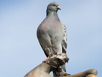 Columba llivia 16, Stadsduif, Saxifraga-Luc Hoogenstein