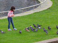 Columba llivia 17, Stadsduif, Saxifraga-Luc Hoogenstein