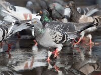 Columba llivia 18, Stadsduif, Saxifraga-Luc Hoogenstein