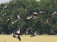 Columba palumbus 10, Houtduif, Saxifraga-Henk Baptist