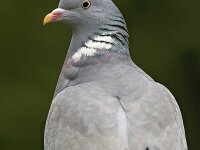 Houtduif; Wood Pigeon  Houtduif; Wood Pigeon : Columba palumbus, Nederland, Utrecht, Utrechtse Heuvelrug, adult, bird, duif, garden, garden bird, houtduif, pigeon, song bird, the Netherlands, tuin, tuinvogel, vogel, volwassen, wood pigeon, zangvogel, zeist