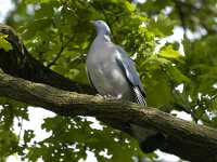 Columba palumbus 17, Houtduif, Saxifraga-Ab H Baas