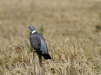 Columba palumbus 22, Houtduif, Saxifraga-Harry van Oosterhout