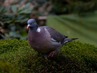 Houtduif : Columba palumbus